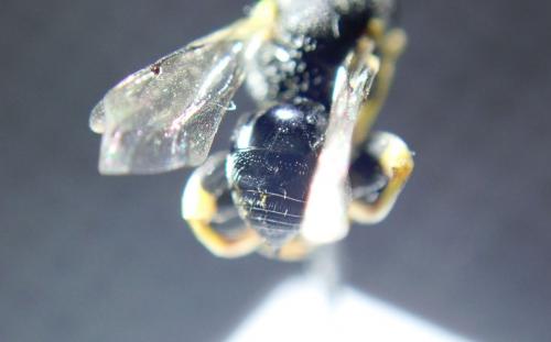 Brachymeria tibialis